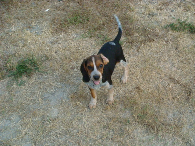 beagle blue tick