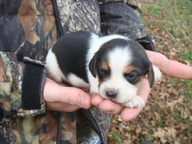 Jimani Mini Beagle Puppies Aka Pocket Beagles